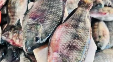 تحرك جديد بالأسعار.. قائمة سمك البلطي في أسواق القليوبية خلال تعاملات الخميس